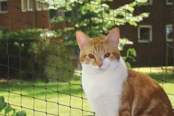 NOBBY Katzenschutznetz