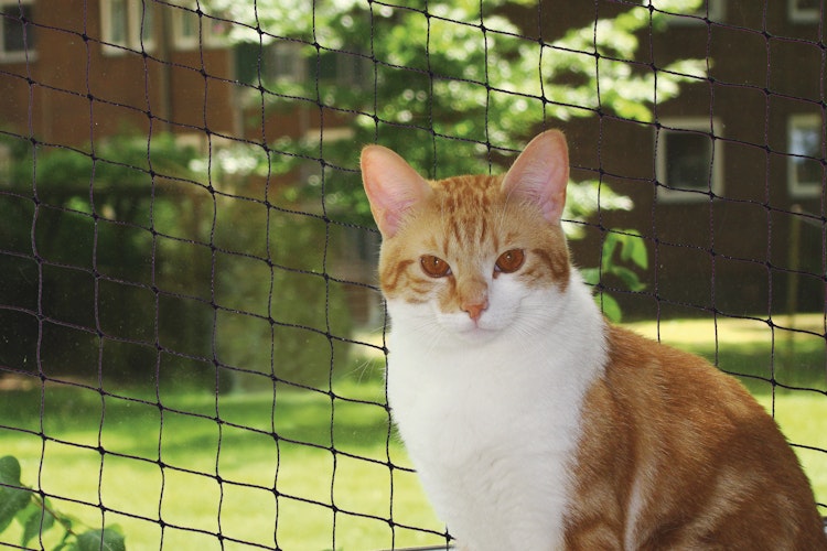 NOBBY Katzenschutznetz