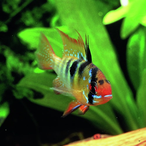 JBL ProAquaTest KH Karbonathärte