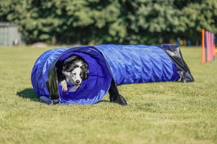 TRIXIE Fun Agility Basic Tunnel, ø 60 cm/5 m, blau