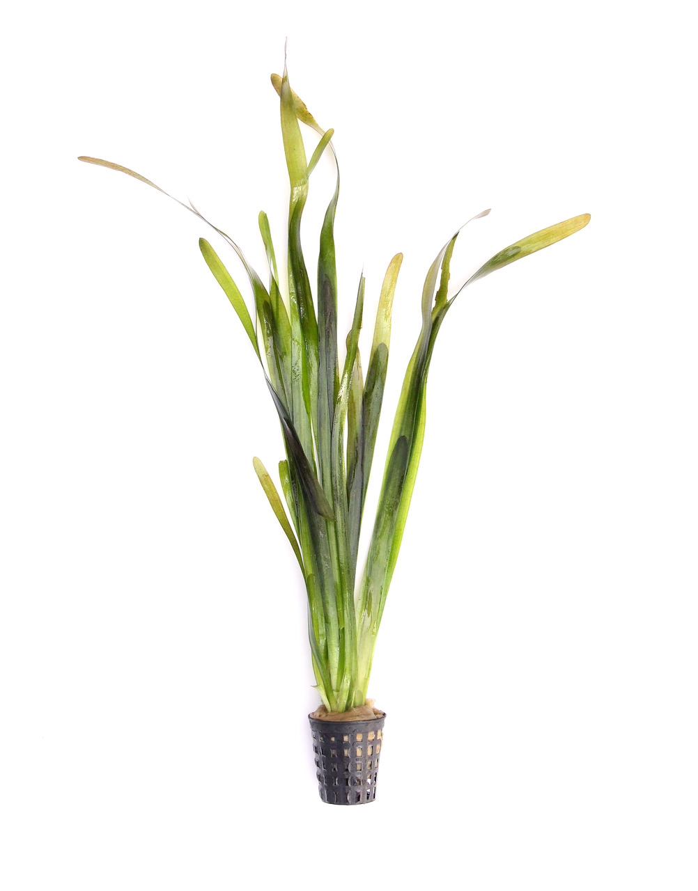 Vallisneria australis 'Gigantea' Topf