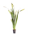 Vorschaubild Vallisneria australis 'Gigantea' Topf