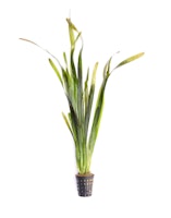 Vallisneria australis 'Gigantea' Topf