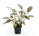 Lagenandra meeboldii 'rot'