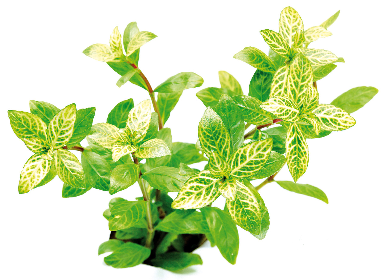 Hygrophila polysperma 'Sunset' Topf