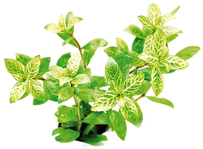 Hygrophila polysperma 'Sunset' Topf