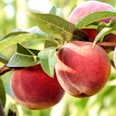 Vorschaubild Pfirsich Itsuko