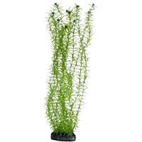 HOBBY Plant Lagarosiphon Aquarieneinrichtung