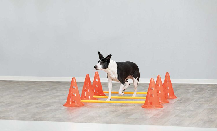 TRIXIE Pylonen-Hindernis-Set, 3 St., ø 23 × 30 cm/78 cm, orange/gelb