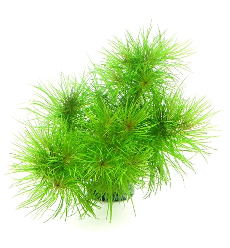 Pogostemon deccanensis