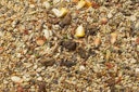 JR FARM Hamster-Schmaus 600g Kleintierfutter