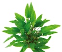 Vorschaubild Cryptocoryne wendtii 'grün' Topf