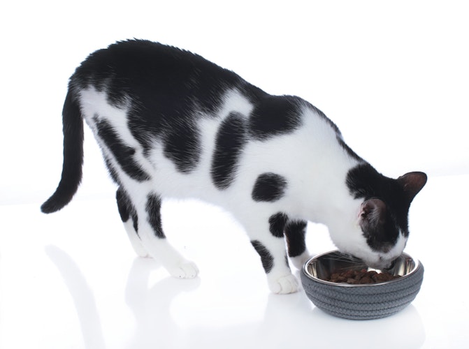 HUNTER Futternapf Graz 350ml Hunde- und Katzenfutternapf