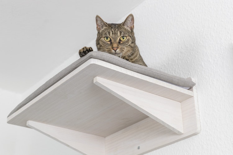 TRIXIE Liegeplatte mit Kissen zur Wandmontage Katzenliegeplatz