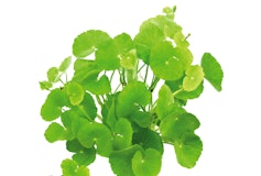 Hydrocotyle leucocephalaZubehörbild