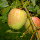 Vorschaubild Gesundheitsapfel Amida