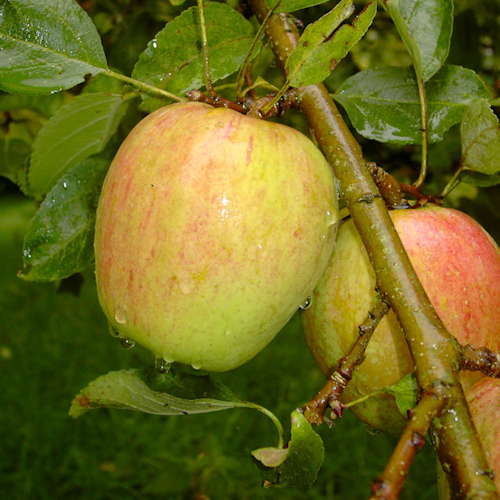 Gesundheitsapfel Amida