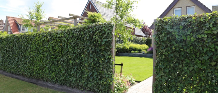 BambusBASIS Mobilane Efeu-Fertighecke Breite 120 cm