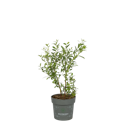 Vorschaubild Muffin-Blaubeere Masa