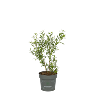 Muffin-Blaubeere Masa