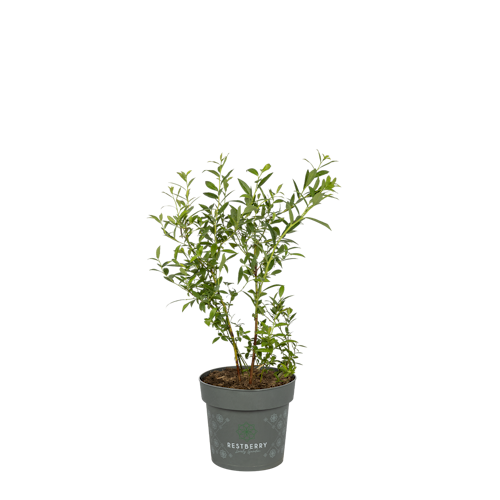 Muffin-Blaubeere Masa