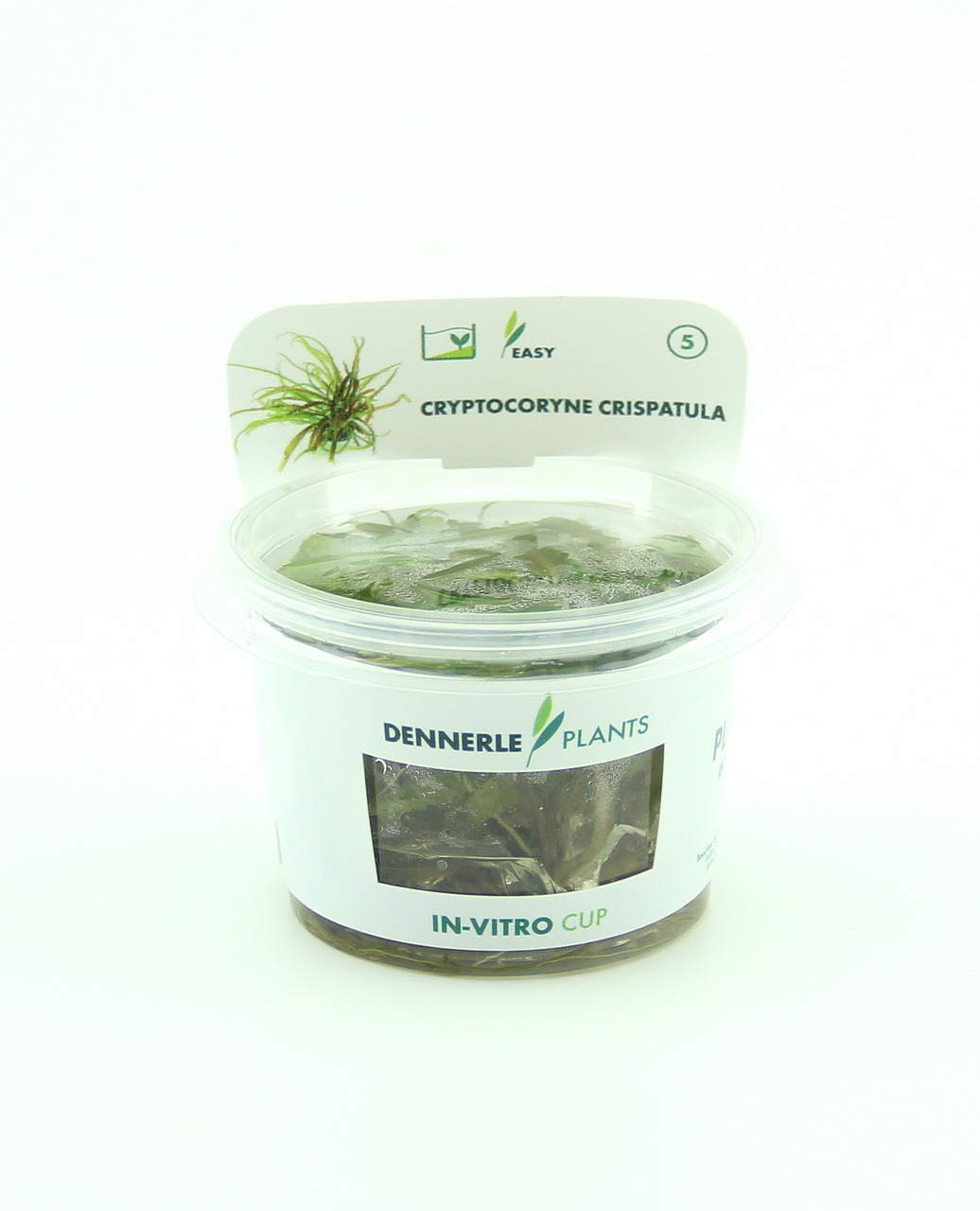 Cryptocoryne crispatula In-Vitro