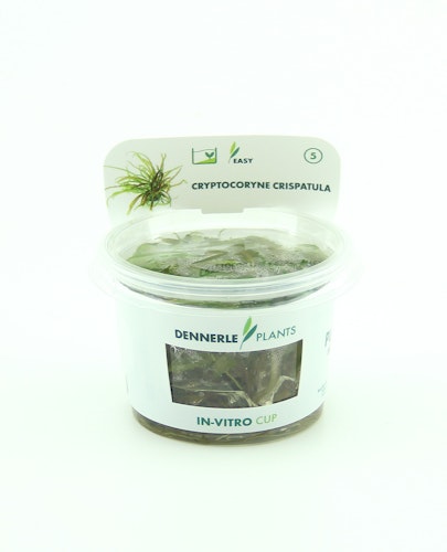 Cryptocoryne crispatula In-Vitro