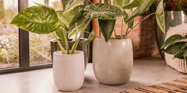 Vosteen Design Blumentopf / Pflanzgefäß Terrakotta weiß ø 20 cm x H 22 cm