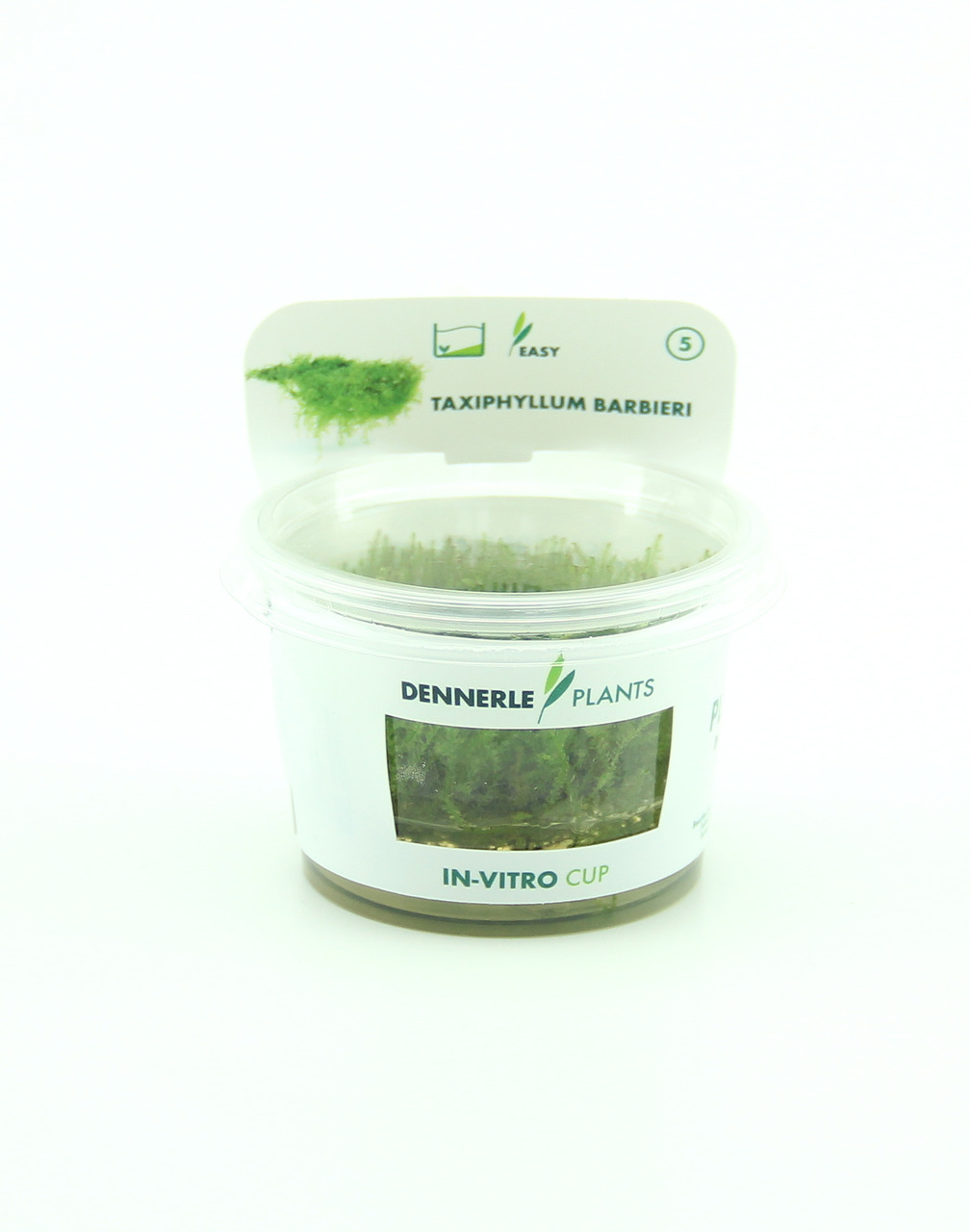 Taxiphyllum barbieri In-Vitro
