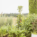 Vorschaubild Säulenapfel Elmira Säule