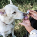 Vorschaubild Paws&Patch REIZBARKEIT Blütenmischung 10g