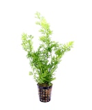 Ceratopteris thalictroides TopfZubehörbild