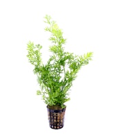 Ceratopteris thalictroides Topf