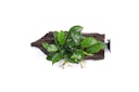 Anubias barteri var. Nana