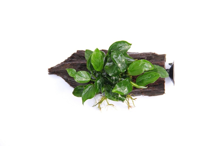 Anubias barteri var. Nana