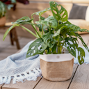 Vorschaubild Restberry´s Pflanzkorb