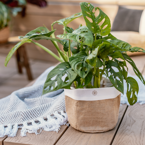 Restberry´s Pflanzkorb