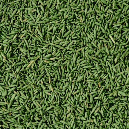 COMPO SAAT Schatten-Rasen