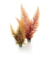 Vorschaubild biOrb Herbstfarn Set 2 (46065)