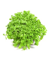 Hemianthus callitrichoides 'Cuba'