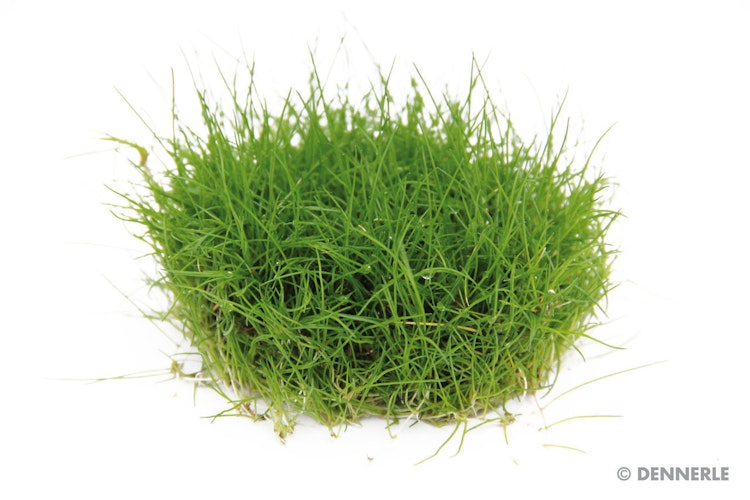 Eleocharis acicularis pusilla In-Vitro