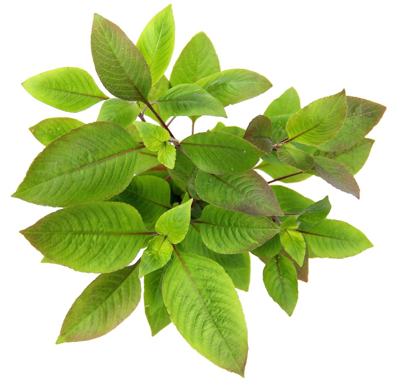 Hygrophila corymbosa Topf