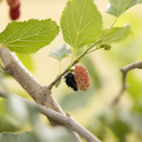 Vorschaubild Maulbeere Daisuke