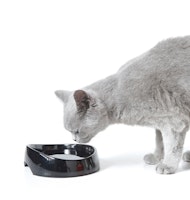 SAVIC Wassernapf Whisker Water