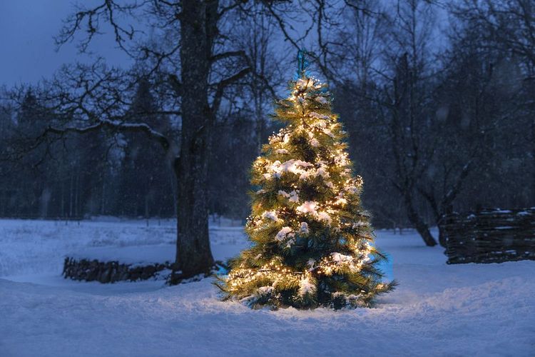 Konstsmide Weihnachtsbeleuchtung  Micro LED Büschellichterkette 11536 bernsteinfarbene Dioden