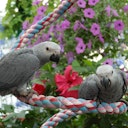 Vorschaubild Medium Cotton Curl Baumwollspirale für Papageien