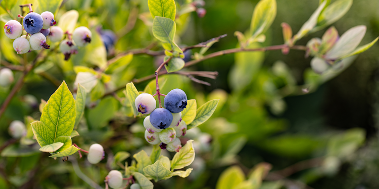 Muffin-Blaubeere Masa
