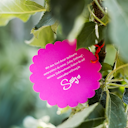 Vorschaubild Säulenapfel Elmira Säule