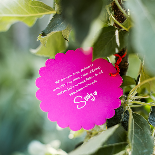 Säulenapfel Elmira Säule