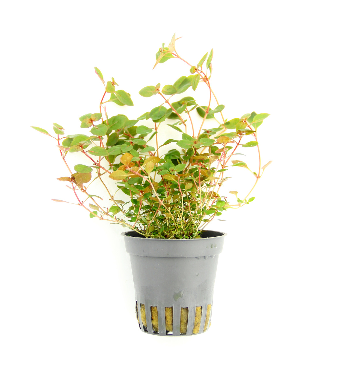 Ludwigia sp. 'superrot' Topf